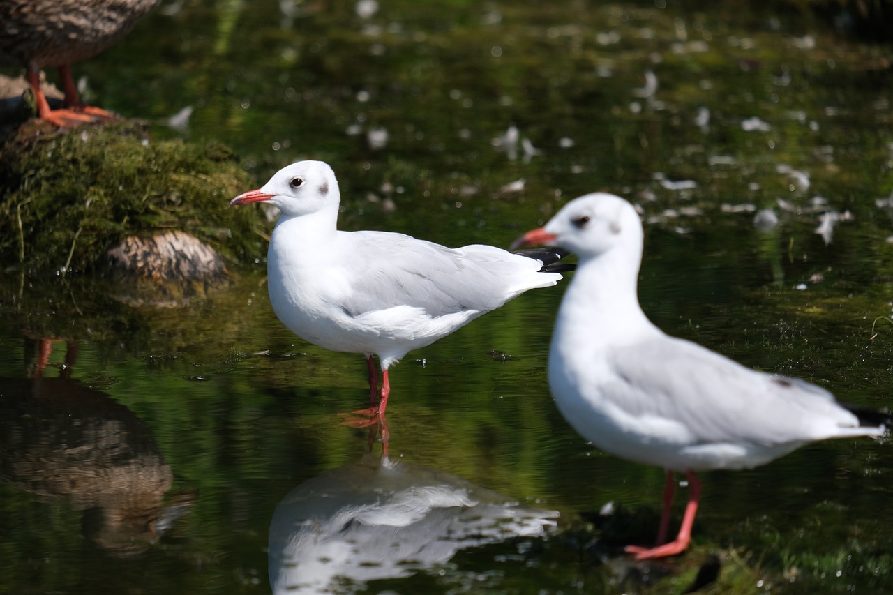 How Climate Change is Affecting Wildlife and Biodiversity